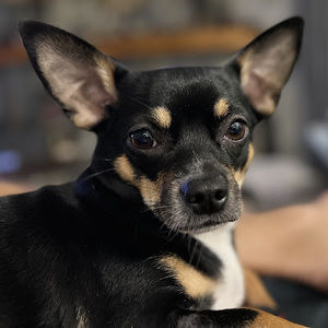 Meet your Posher, Shane